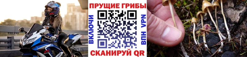 кракен Чусовой Галлюциногенные грибы MAGIC MUSHROOMS